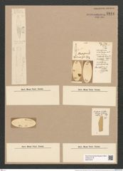 Dimerogramma fulvum (Greg.) Ralfs. (de-Toni-Nr.: Genus 80, Species 2878) Zeichnungen Sammlung Grunow Nr. 5844 (NHMW-BOT-W0374276)